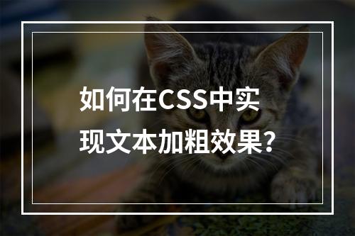 如何在CSS中实现文本加粗效果?