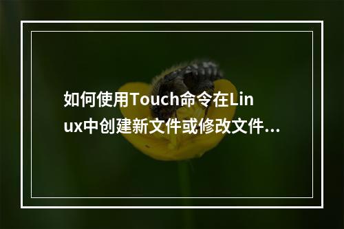 如何使用Touch命令在Linux中创建新文件或修改文件时间戳?