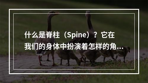 什么是脊柱(Spine)?它在我们的身体中扮演着怎样的角色?