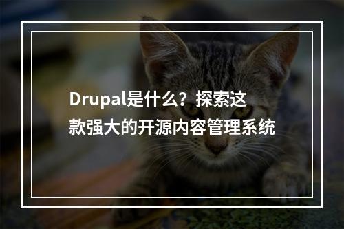 Drupal是什么?探索这款强大的开源内容管理系统