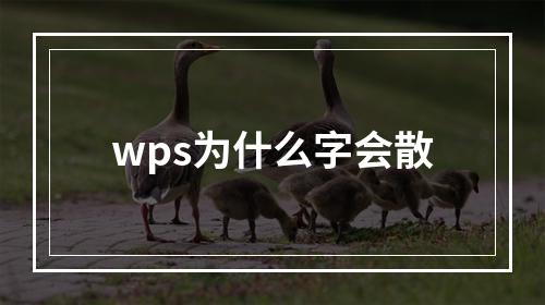 wps为什么字会散