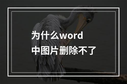 为什么word中图片删除不了