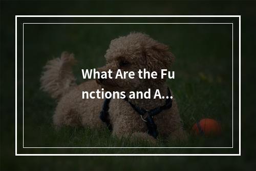 What Are the Functions and Applications of Servers in English?