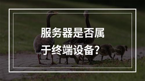 服务器是否属于终端设备?