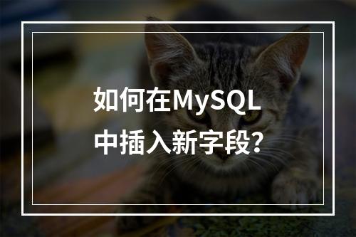 如何在MySQL中插入新字段?