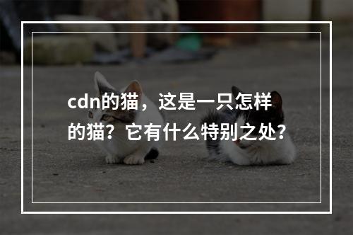 cdn的猫,这是一只怎样的猫?它有什么特别之处?