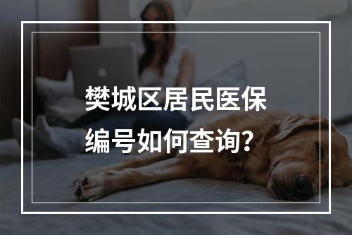 樊城区居民医保编号如何查询？