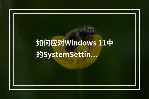 如何应对Windows 11中的SystemSettings.exe崩溃问题?