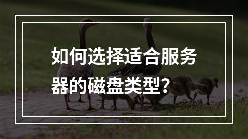如何选择适合服务器的磁盘类型?