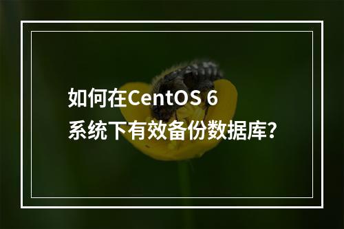 如何在CentOS 6系统下有效备份数据库?