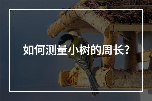 如何测量小树的周长?