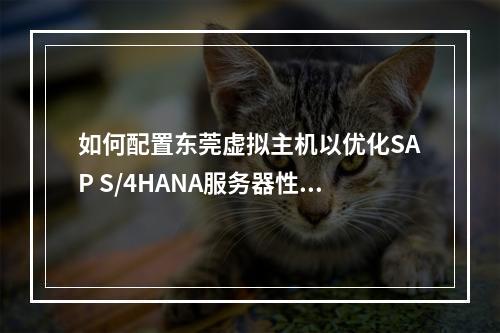如何配置东莞虚拟主机以优化SAP S/4HANA服务器性能?