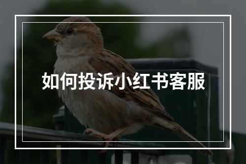 如何投诉小红书客服