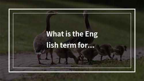 What is the English term for a rendering server?