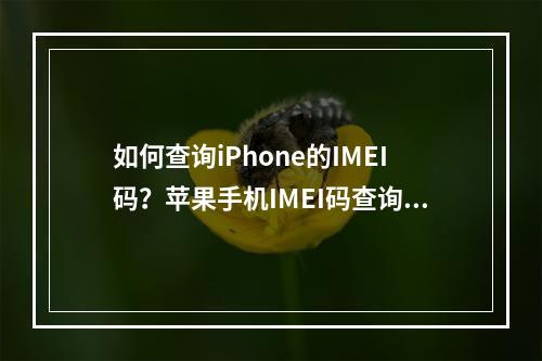 如何查询iPhone的IMEI码?苹果手机IMEI码查询教程详解